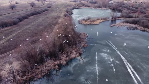 Aerial view of the river in early spring and a flock of seagulls.