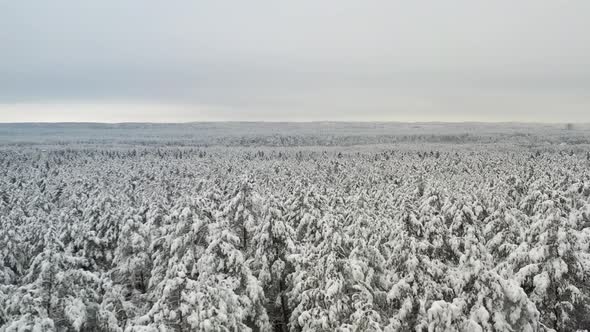 AERIAL: Vast and Majestic Wild Forest Covered with Snow and Flakes