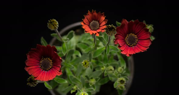 Coral Osteospermum Blooming Red African Daisy