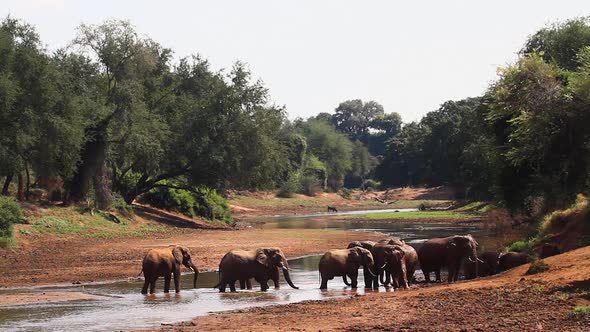 African bush elephant in Kruger National park, South Africa alt
