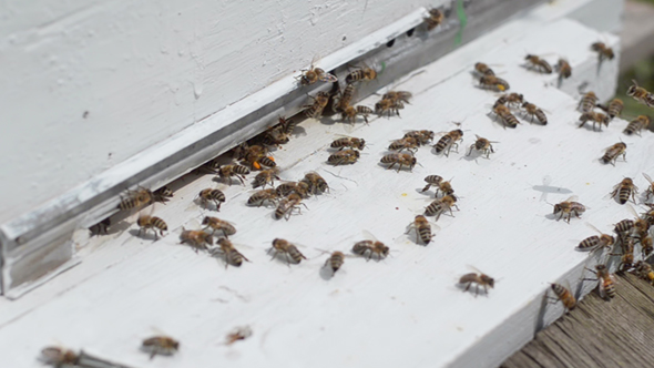 The Entrance To The Hive alt