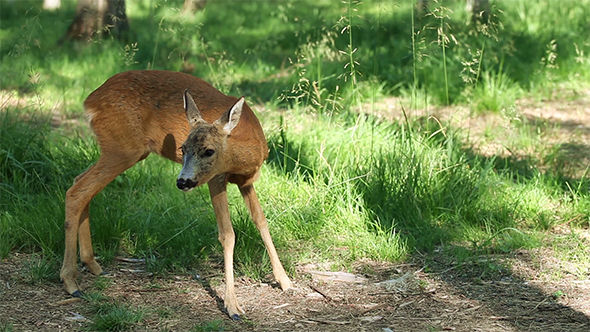 Wild Roe Deer in The Forest 