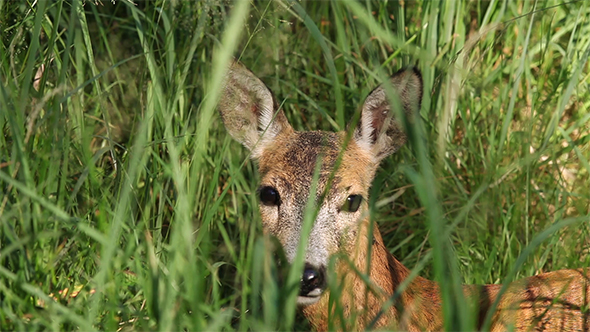 Portrait of Wild Roe Deer Lying in The Grass