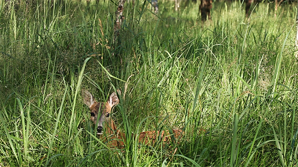 Roe Deer in Tall Green Grass 