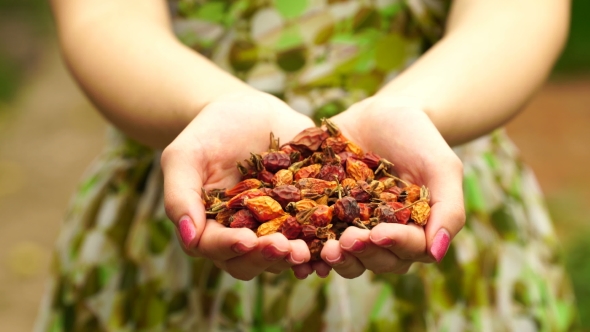 Footage Woman Holding a Dried Rose Hips alt