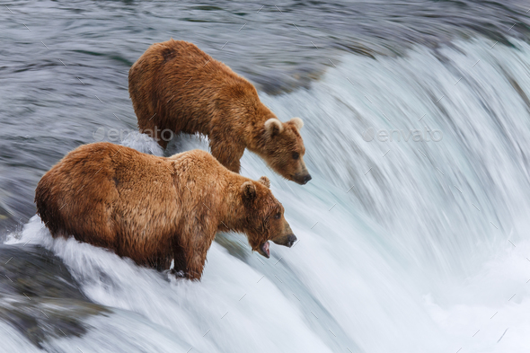 Grizzly Bears Fishing For Salmon - Stock Photo - Images
