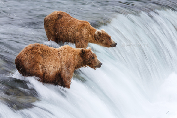 Grizzly Bears Fishing For Salmon - Stock Photo - Images