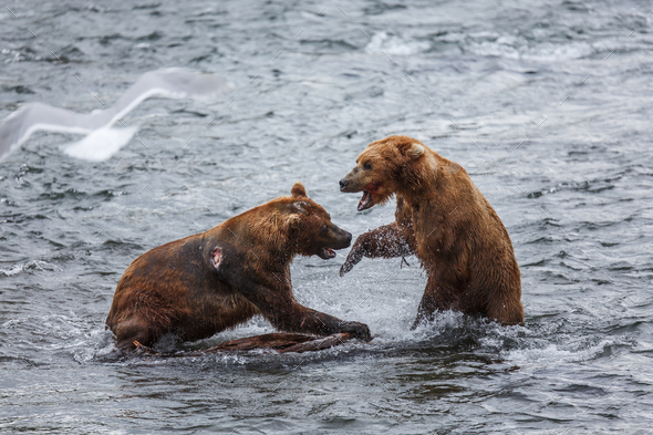 Grizzly Bears Fishing For Salmon - Stock Photo - Images