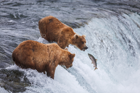 Grizzly Bears Fishing For Salmon - Stock Photo - Images