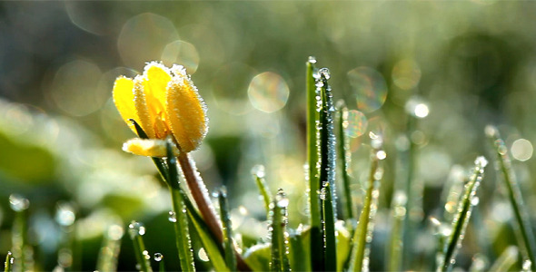 Fresh Green Grass With Dew Drops