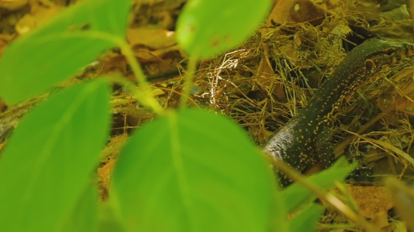 Varanus Salvator Macromaculatus