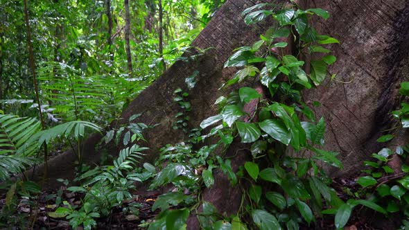 Big Ceiba Tree in Forest