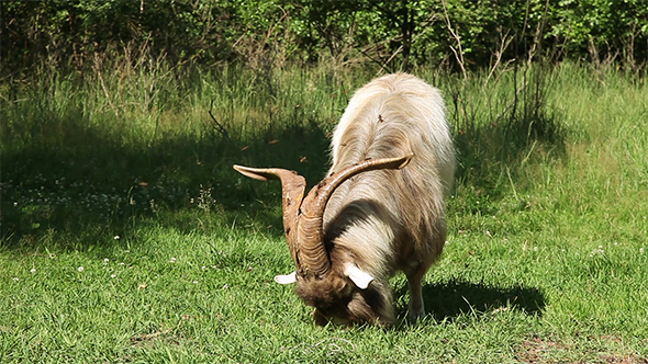 Big Horned Goat Grazing 