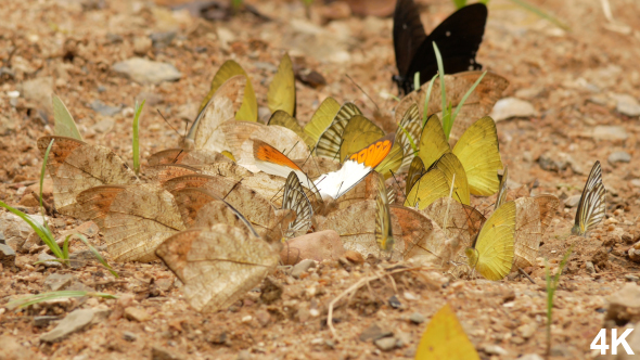 Butterfly In Summer alt
