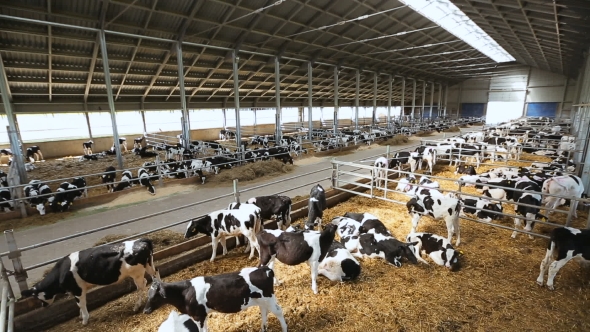 The Cows On The Farm alt