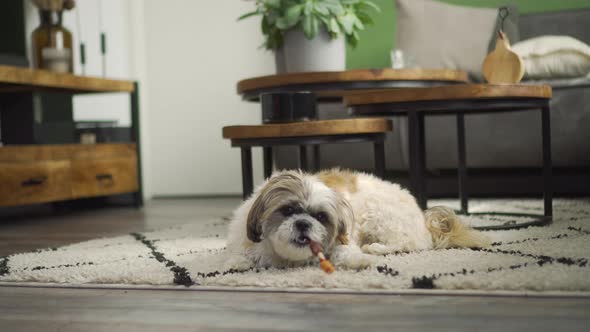 Boomer dog laying on living room rug chewing on chew stick treat, medium shot alt