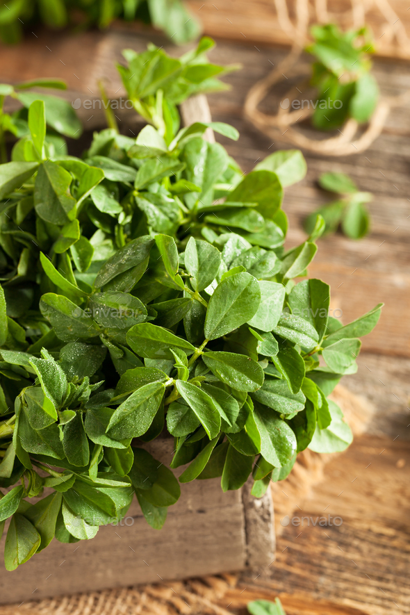 Raw Organic Fenugreek Methi Leaves Stock Photo by bhofack2 PhotoDune