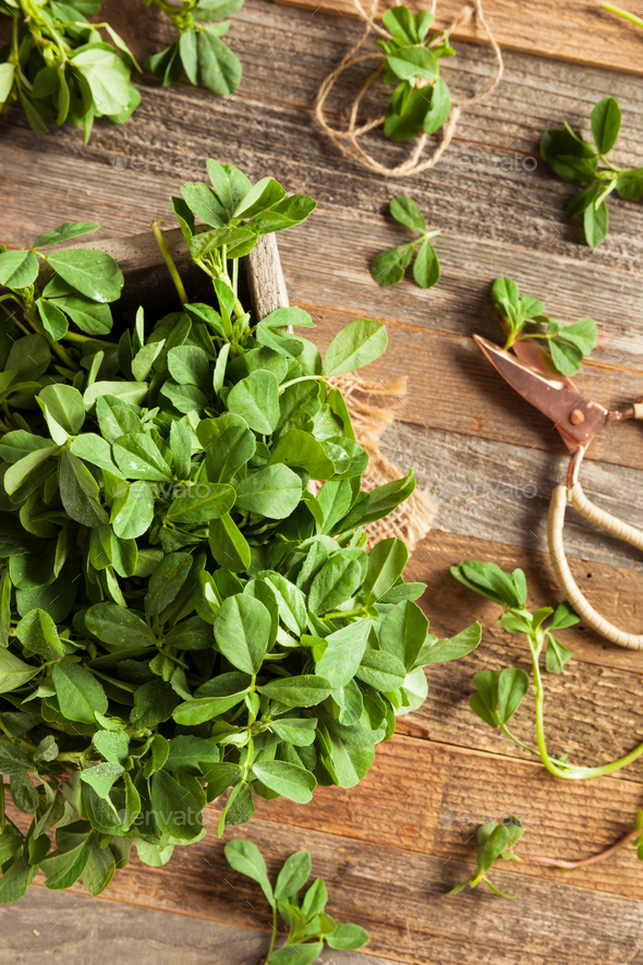 Raw Organic Fenugreek Methi Leaves Stock Photo by bhofack2 PhotoDune