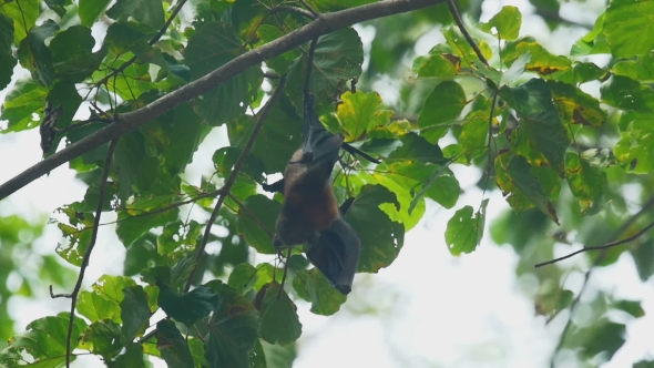 Flying Fox Hangs On a Tree Branch alt