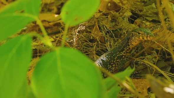 Varanus Salvator Macromaculatus alt