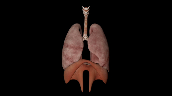 Respiratory Sistem of Human Body Animation alt