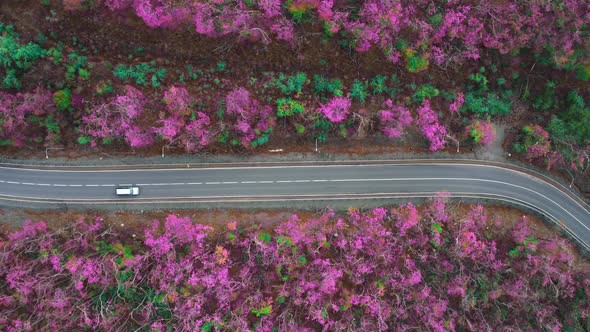 View From a Drone Vertically Down on an Asphalt Road in the Forest at Dawn alt