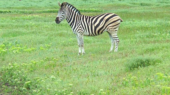 Zebra Standing in Front of the Camera Sideways