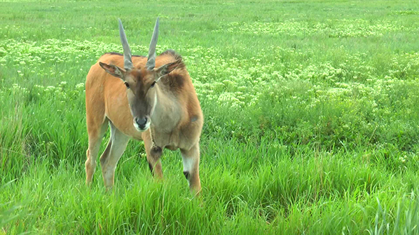 Eland Standing in Grass Front of a Camera