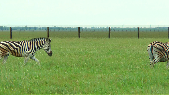 Four Zebras Pass in Front of the Camera