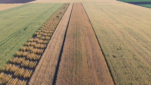 Flying Over Wheat Field alt
