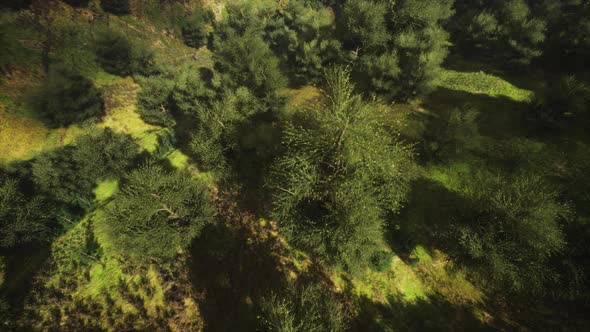 Tropical Forest in Morning View of Highland Malaysia alt