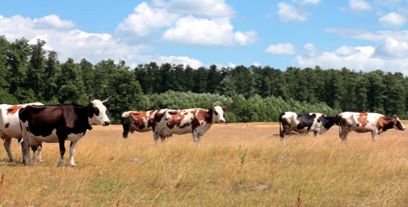 Cows On Pasture 1 alt