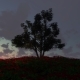 Tree And Flowers At Sunset - VideoHive Item for Sale