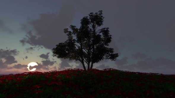 Tree And Flowers At Sunset