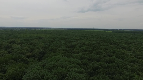 Fly Over The Green Forest In Grey Day