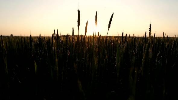 Wheat Field At The Sunset