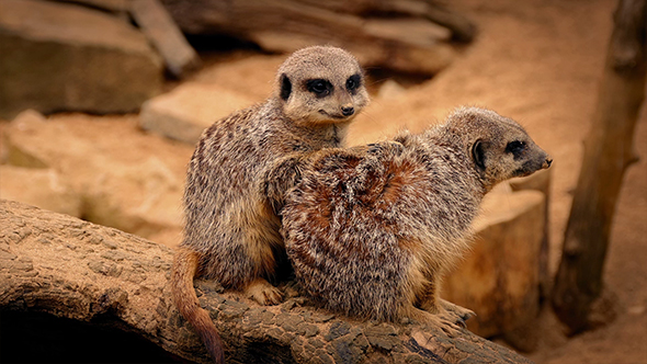 Meerkats Huddle Sitting On Log alt