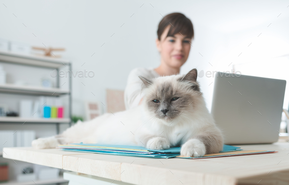 Cat lying down on a desktop - Stock Photo - Images