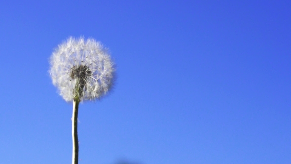 Dandelion Seeds Flying In The Blue Sky. alt