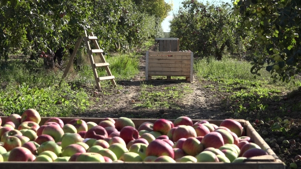 Harvested Apples In Wooden Box Crate In Orchard Tree Alley Plantation.