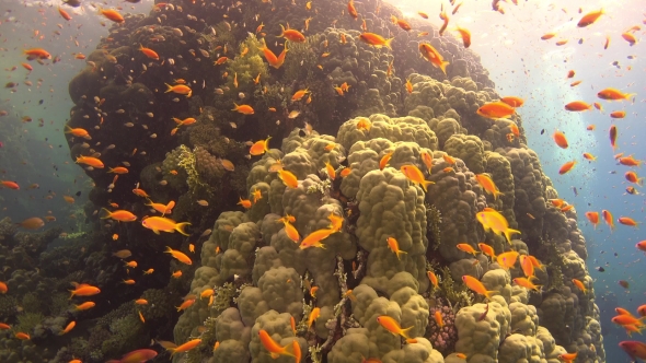 Tropical Fish On Vibrant Coral Reef