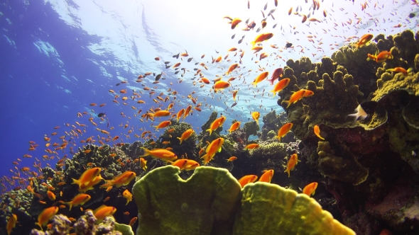 Tropical Fish On Vibrant Coral Reef