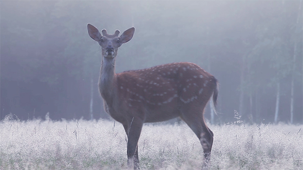A Deer in a Thick Fog at Dawn