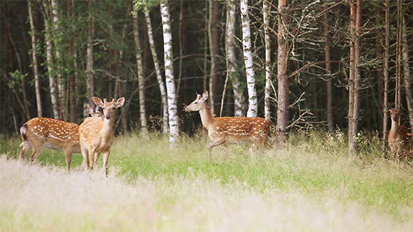 A Herd of Spotted Deer 