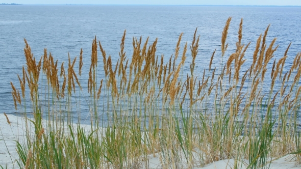 Spikelets Near The River In The Sands alt