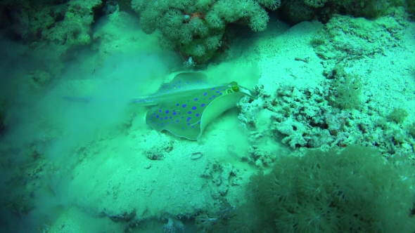 Blue Spotted Stingray On Coral Reef