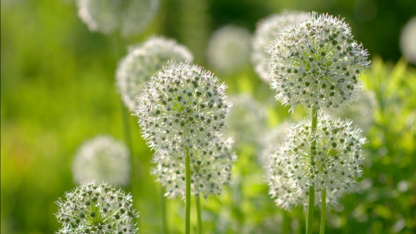 Beautiful White Allium Circular Globe Shaped Flowers Blow In The Wind alt