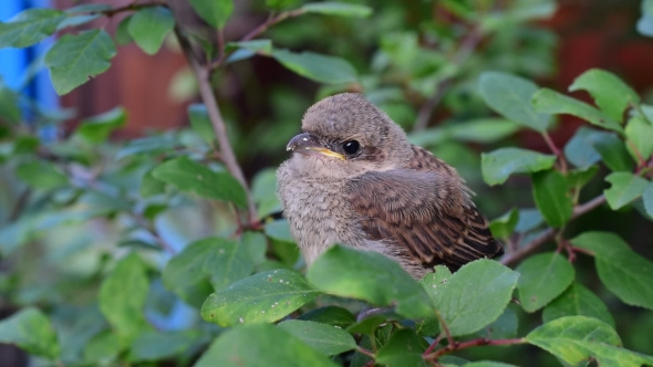 Hand Of a Human Feeding Whitethroat Fledgling In Natural Environment