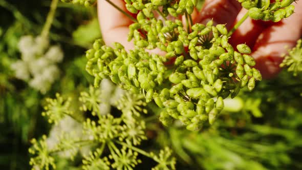 Hands Holding Bunches Of Green Ashitaba Seeds In Sunlight. close up alt