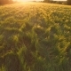 Flight over a Meadow with grass and trees at sunset - VideoHive Item for Sale